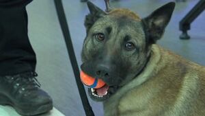 K9 CALENDAR
