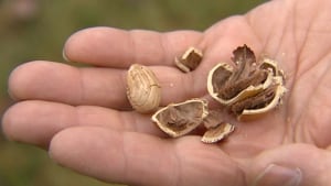 Hazelnuts