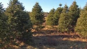 Christmas trees