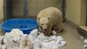 new polar bear cub