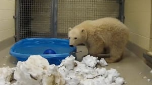 new bear cub