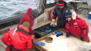 Lake Melville research