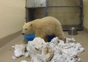 polar bear cub