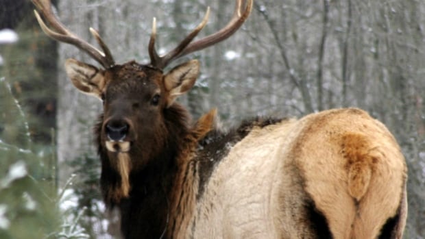 Wisconsin elk