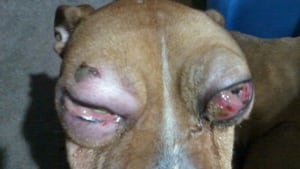 Dog abused eyes