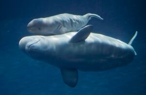 Baby Beluga
