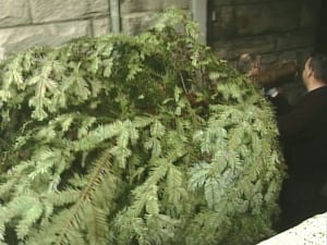 Christmas tree - B.C. legislature rotunda mixup