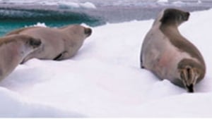 nl seals
