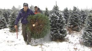 P.E.I. Christmas trees