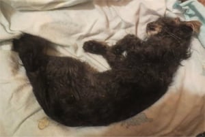 Kitten killed at Stephenville shelter
