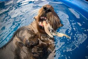 rescued sea otter