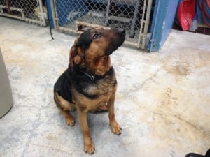 Rescued dog