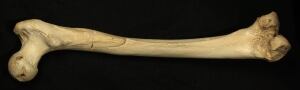 Human Ancestor DNA