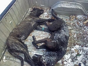 dogs shot near Kamloops