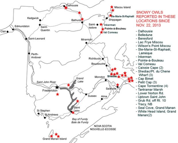 Snowy owl sightings
