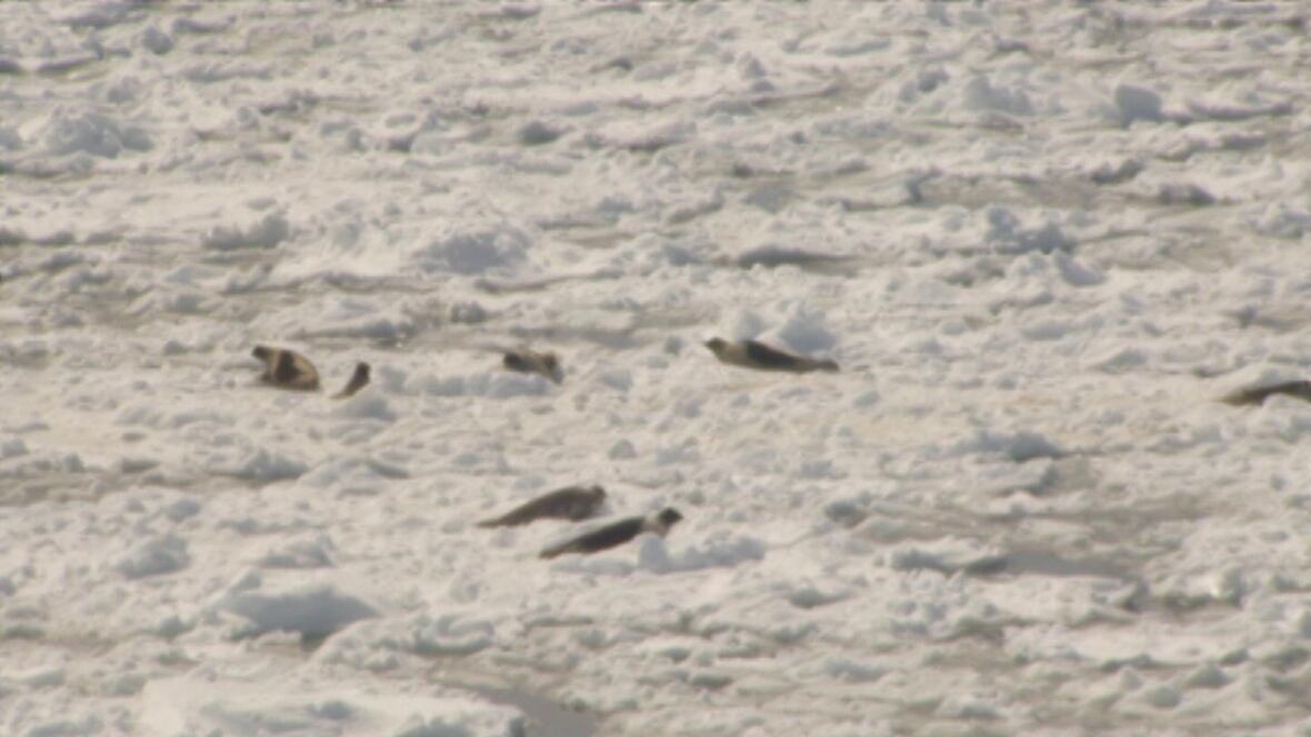 Government invests halfmillion dollars in seal meat CBC News