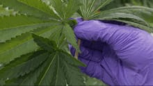 Medical marijuana