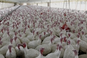 FDA Antibiotics