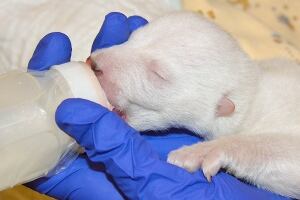 Baby polar bear