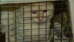 Evanson Street cat seizure