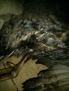 Change Islands oily seabirds