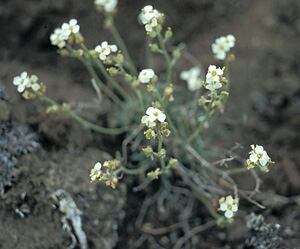 Hairy braya plant