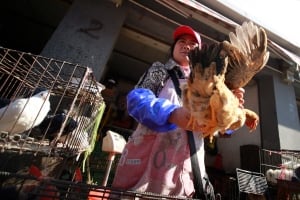 China Bird Flu