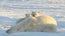Polar bears
