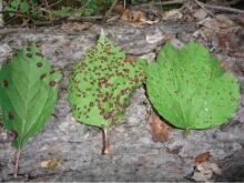 Highbush cranberry rust - Canadian Field-Naturalist
