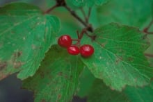 Highbush cranberry - USDA Forest Service