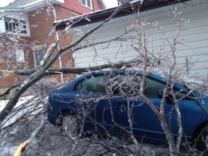Tree on blue car