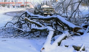 Downed tree