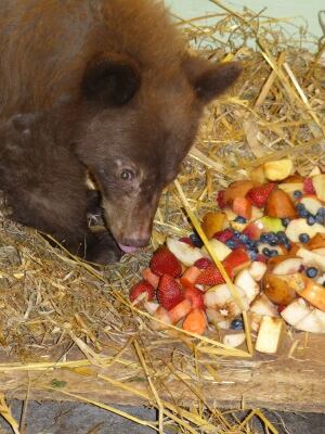 Tinsel the Bear