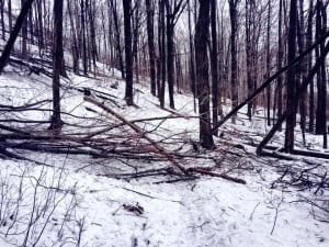 Downed trees on the Bruce Trail