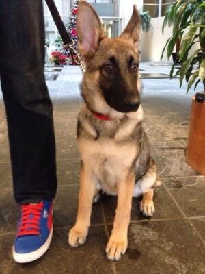 Lola the puppy rescued from Lake Ontario