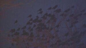 crows
