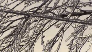 Trees in New Brunswick remain covered in ice after last week's storm