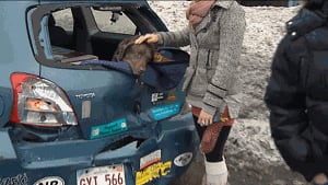 A motorist comforts her dog after the crash on the Saint John Habour Bridge Jan. 6, 2013
