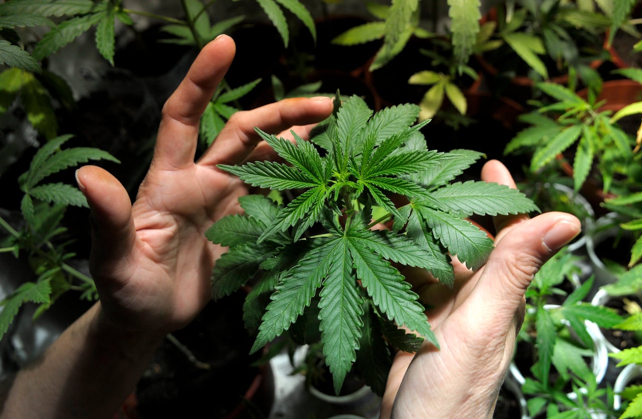 Why is growing pot so bad for the climate?