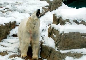 Chicago Polar Bear