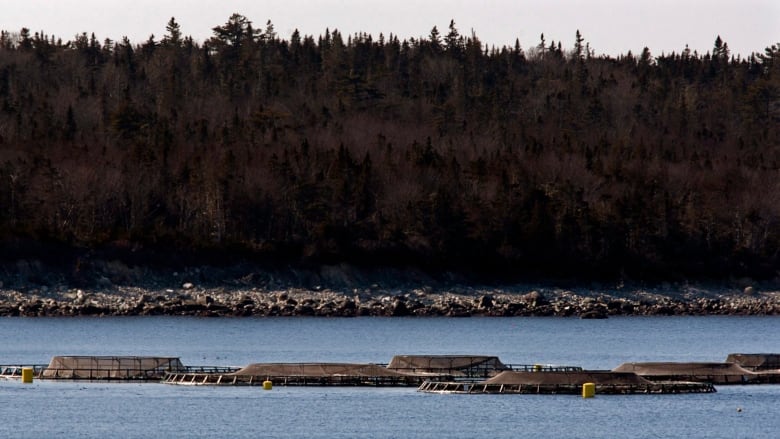 $13M for Cooke Aquaculture after infected salmon | CBC News