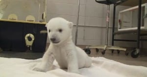 Polar bear cub walks