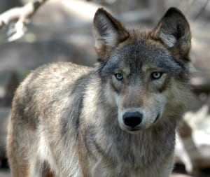 Wolf Hunt