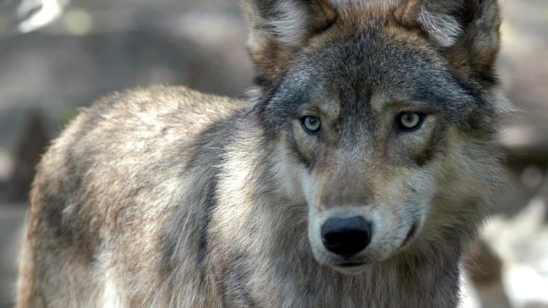A wolf.