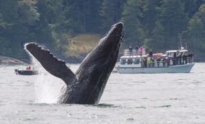 Humpback Whale