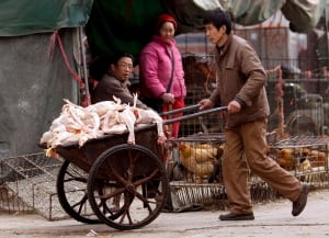 China Bird Flu