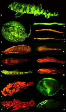 si-biofluoresence-1450.jpg