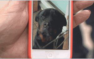 Rottweiler on death row