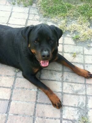 Dog lovers rally to save rottweilers
