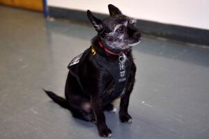 PTSD Dog On Plane 20140113